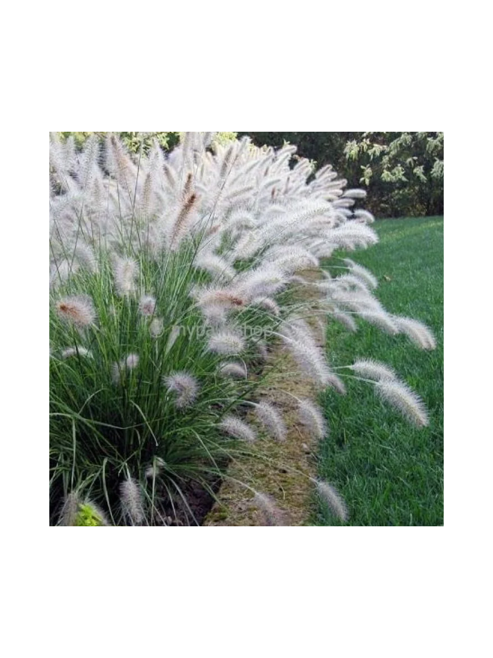 Rozplenica japońska - Pennisetum alopecuroides