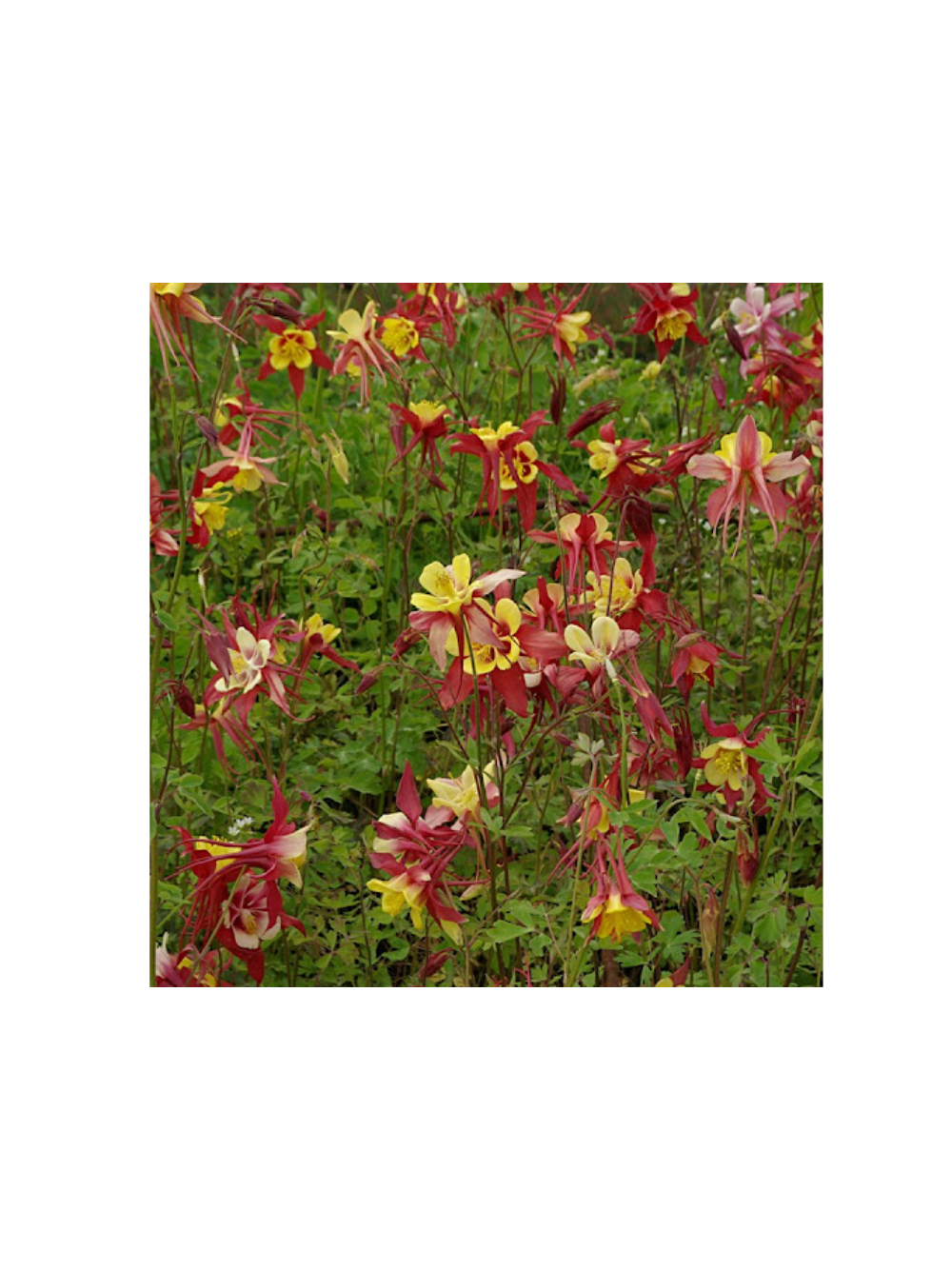 Orlik ogrodowy - Aquilegia hybrida 'Haylodgensis Rot Gold'