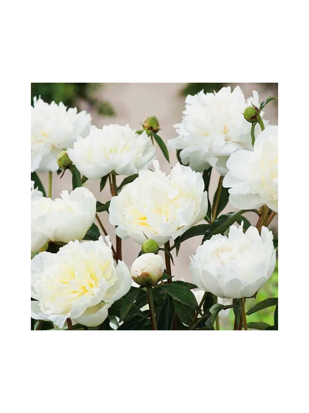 Piwonia drzewiasta - Paeonia suffruticosa 'Xue Ta'