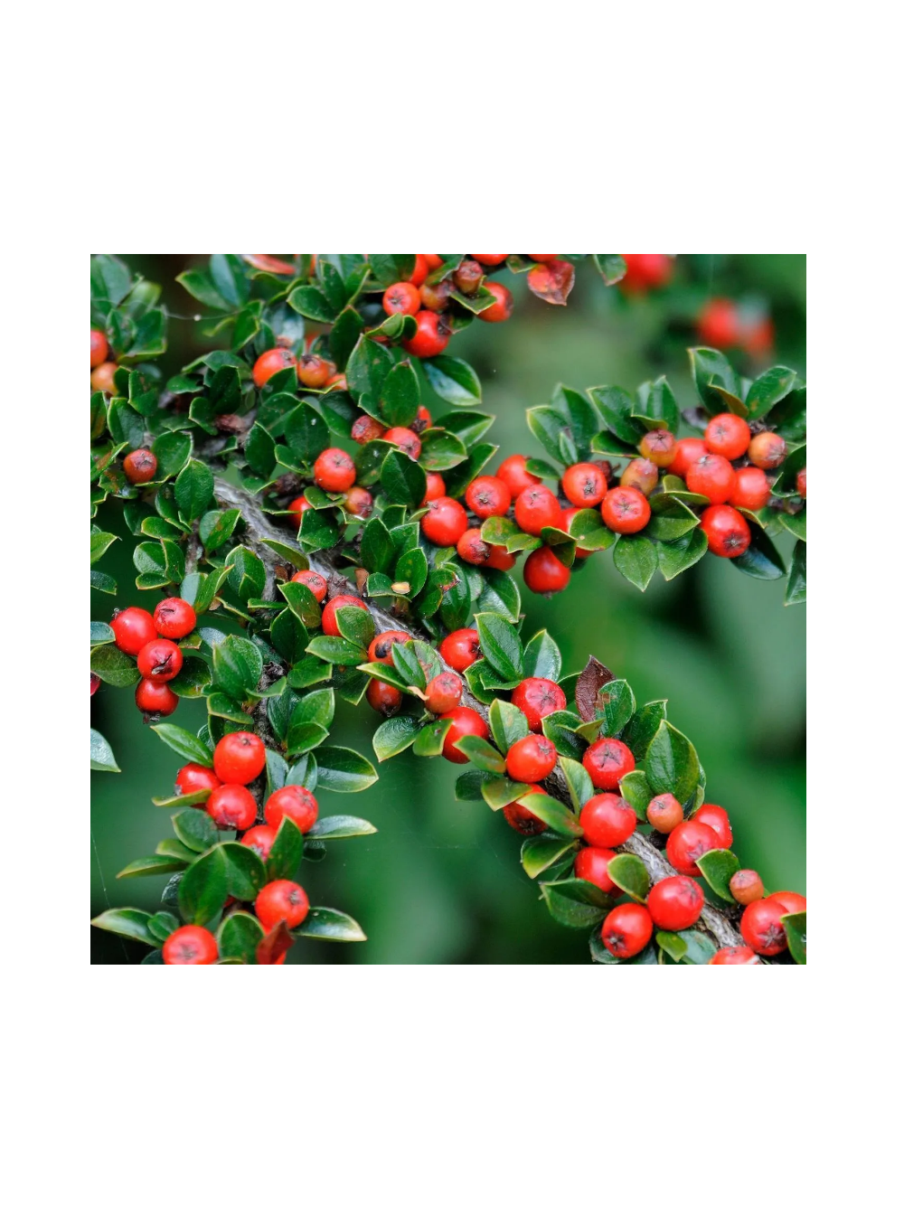 Irga pozioma - Cotoneaster Horizontalis