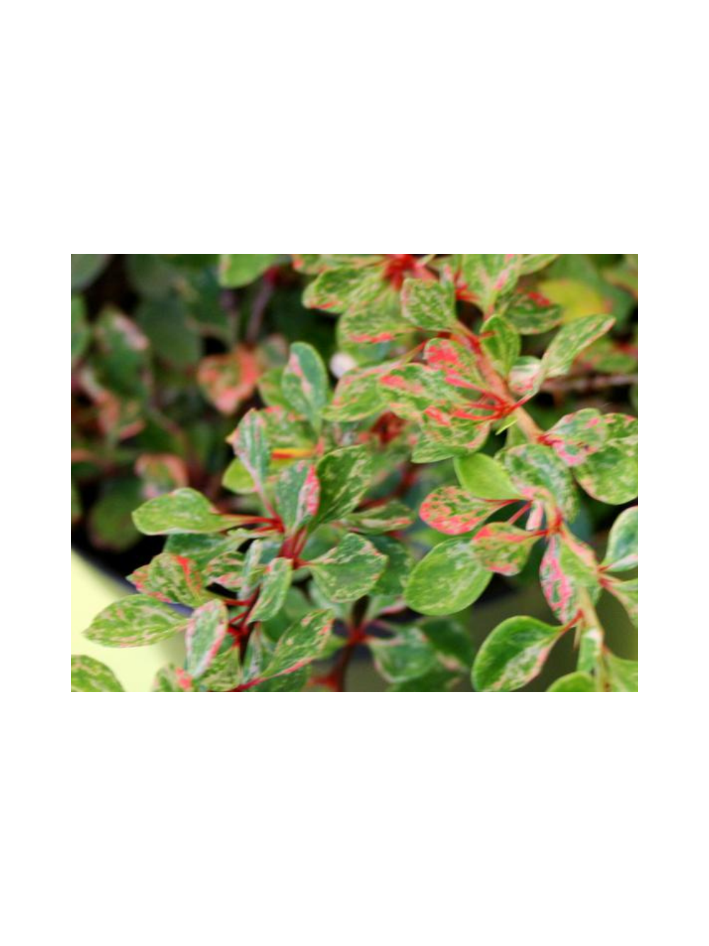 Berberys Thunberga - Berberis thunbergii  'Starburst'(R)