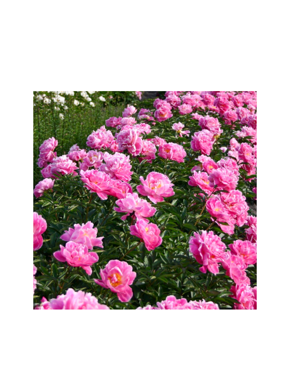 Piwonia chińska - Paeonia 'Dr. Alex Flamming'
