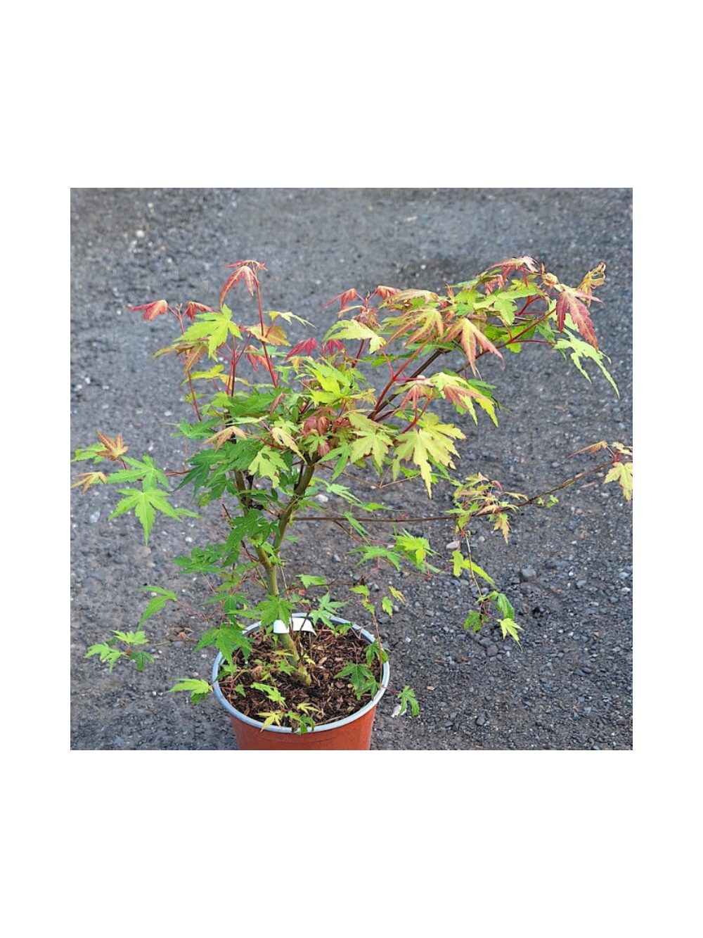 Klon palmowy - Acer palmatum 'Katsura'