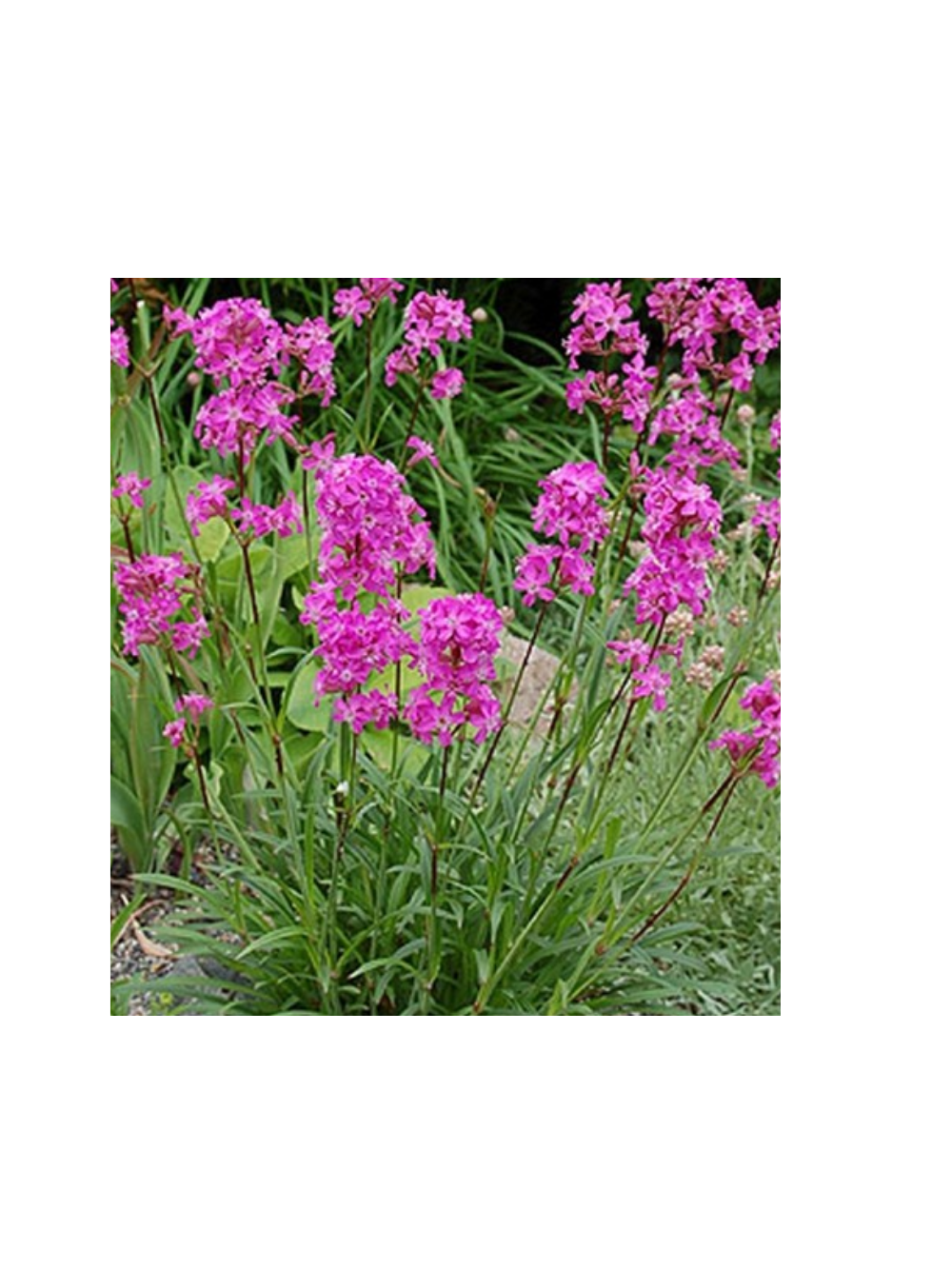 Firletka smółka - Lychnis viscaria 'Splendens'