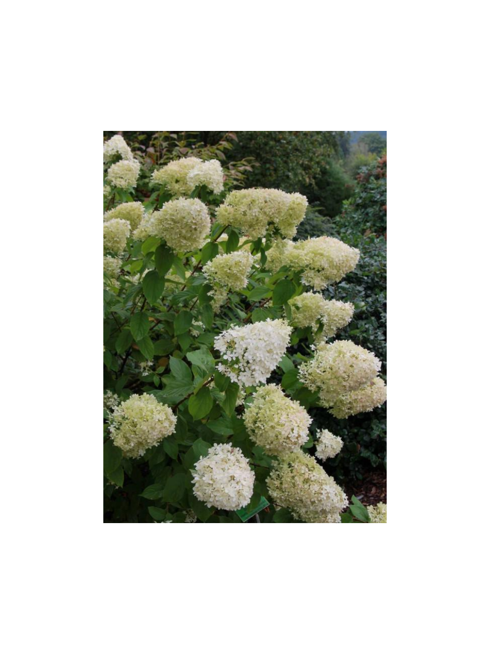Hortensja bukietowa - Hydrangea paniculata 'Limelight'(R)