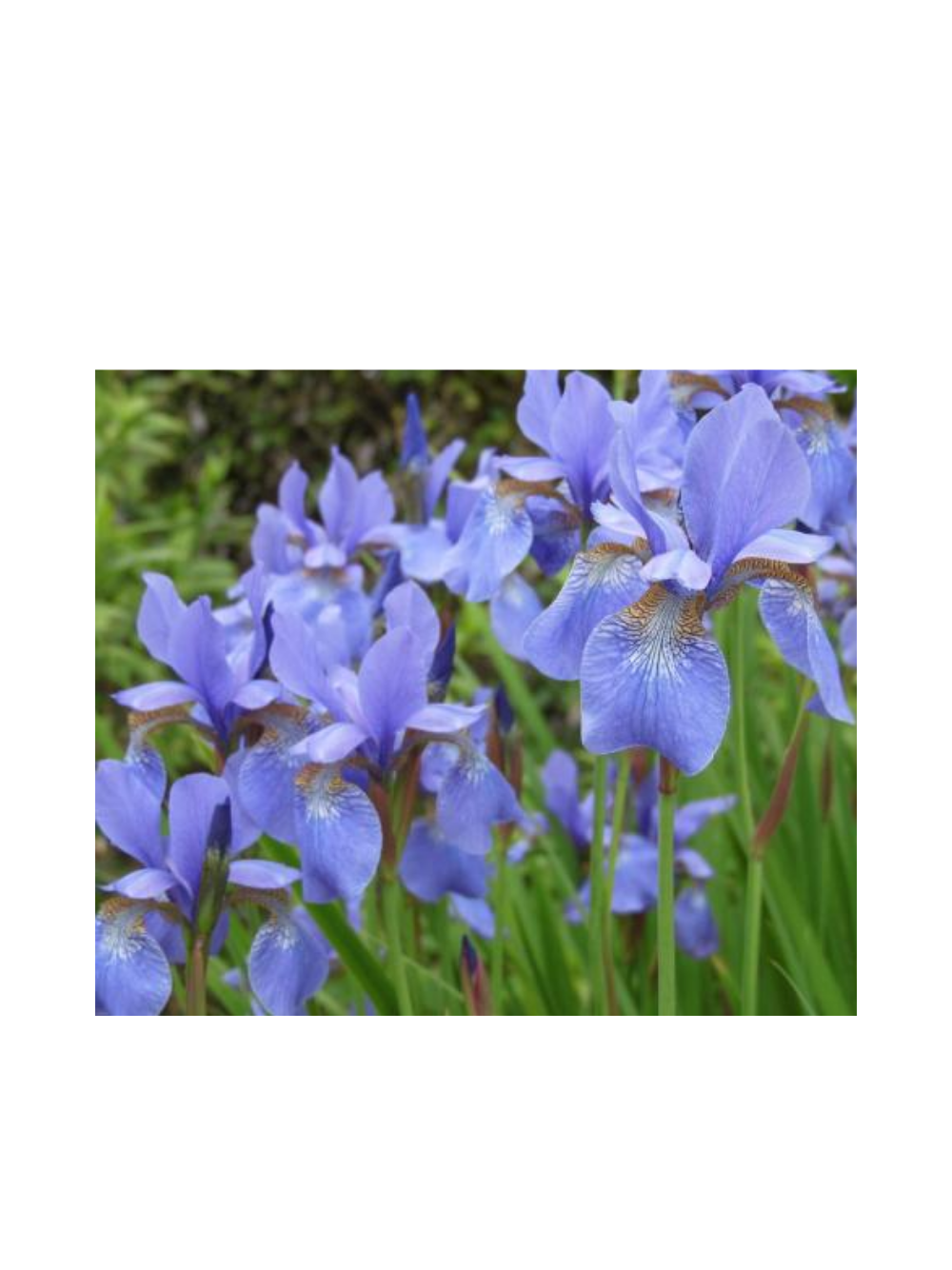 Kosaciec syberyjski- Iris sibirica 'Blau'