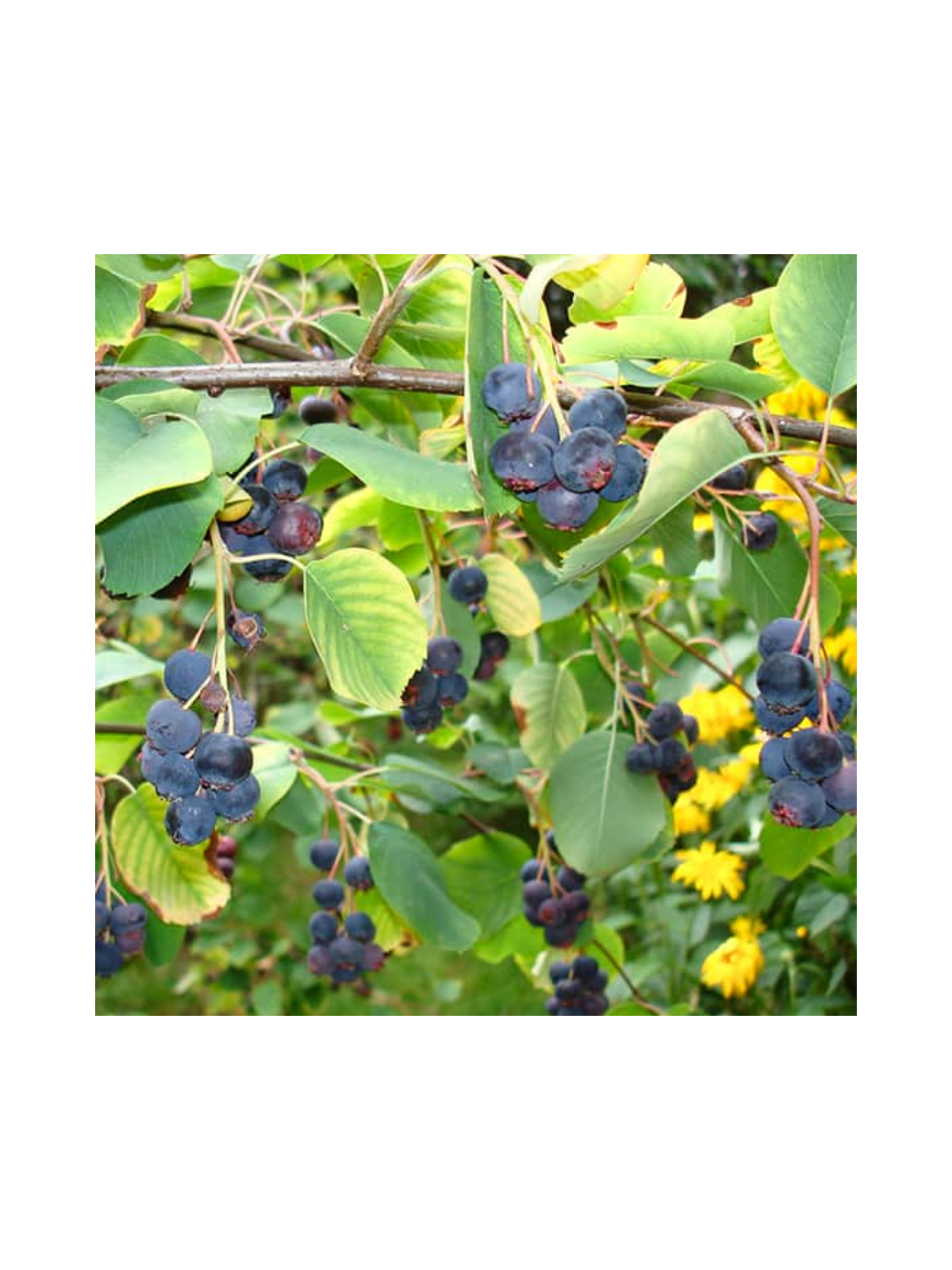Świdośliwa olcholistna - Amelanchier alnifolia 'Smoky'