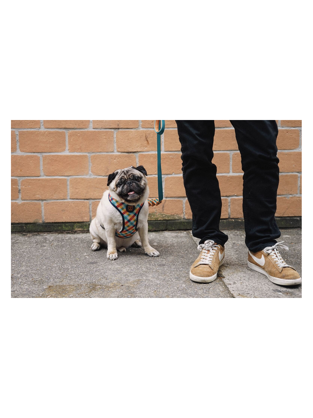 ZEE DOG Szelki dla psa Phantom Air Mesh XS