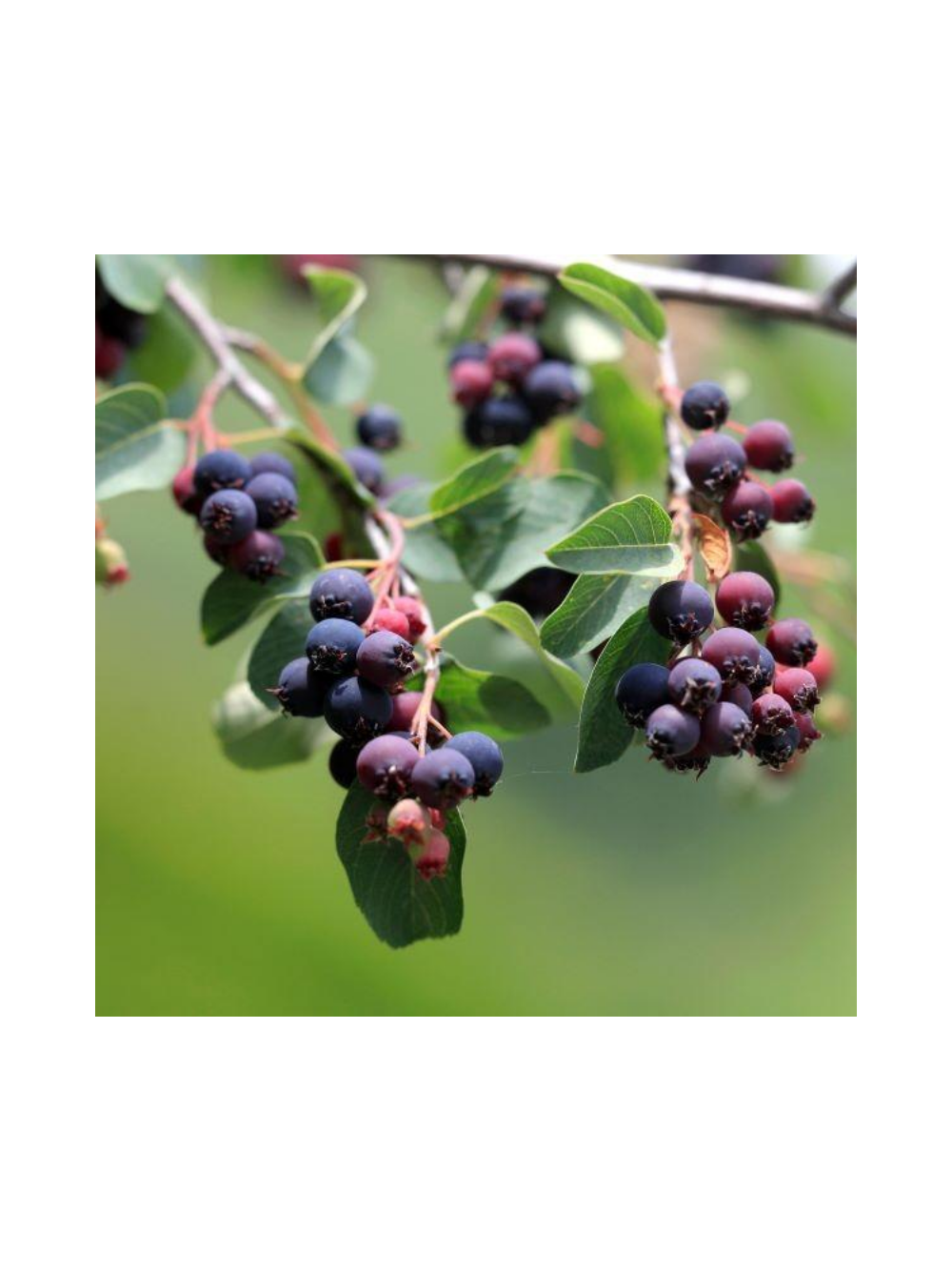 Świdośliwa olcholistna - Amelanchier alnifolia 'Smoky'