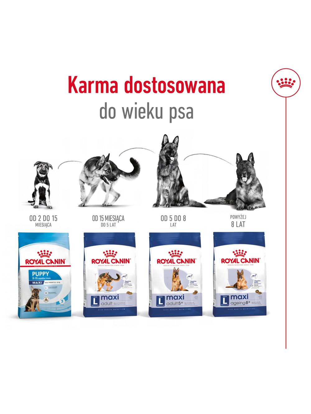 ROYAL CANIN Maxi Adult 4kg karma sucha dla psów dorosłych, do 5 roku życia, ras dużych + NIESPODZIANKA DLA PSA GRATIS!!