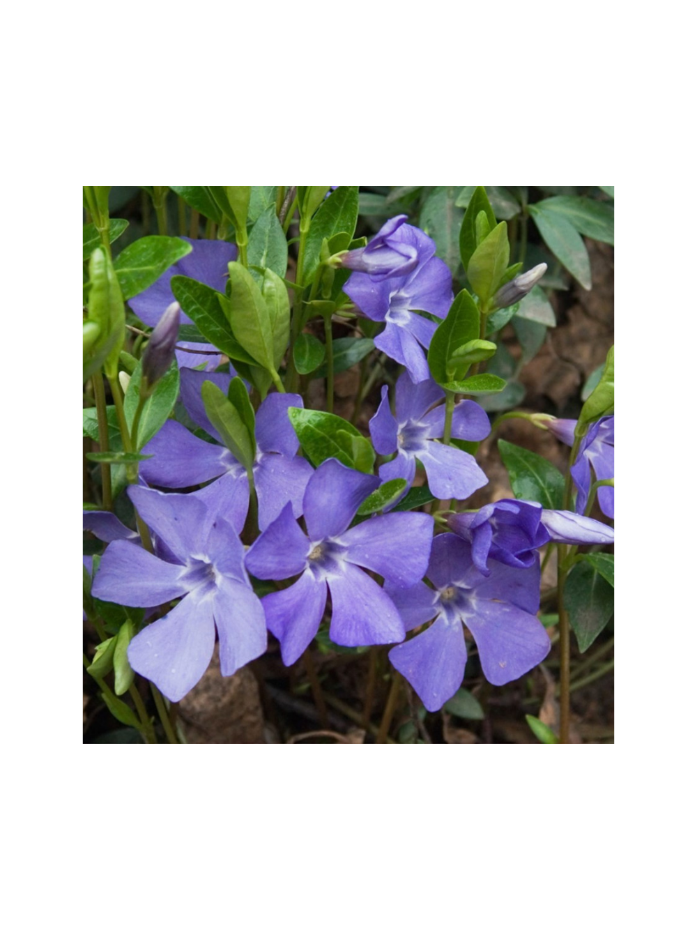 Barwinek pospolity - Vinca minor