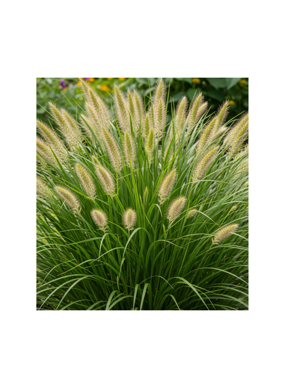 Rozplenica japońska - Pennisetum alopecuroides 'Hameln'