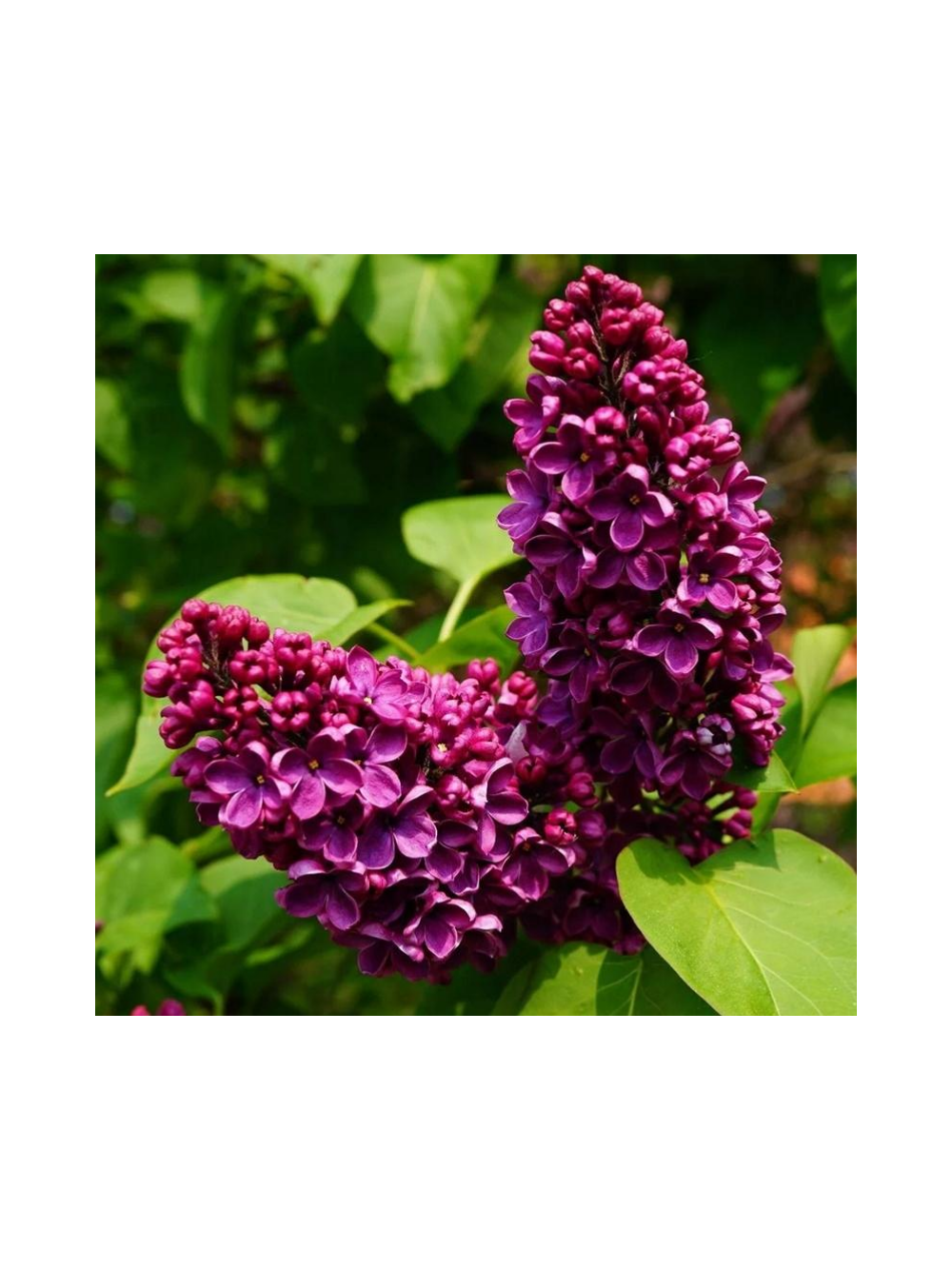 Lilak pospolity - Syringa vulgaris 'And an Ludwig Spath'