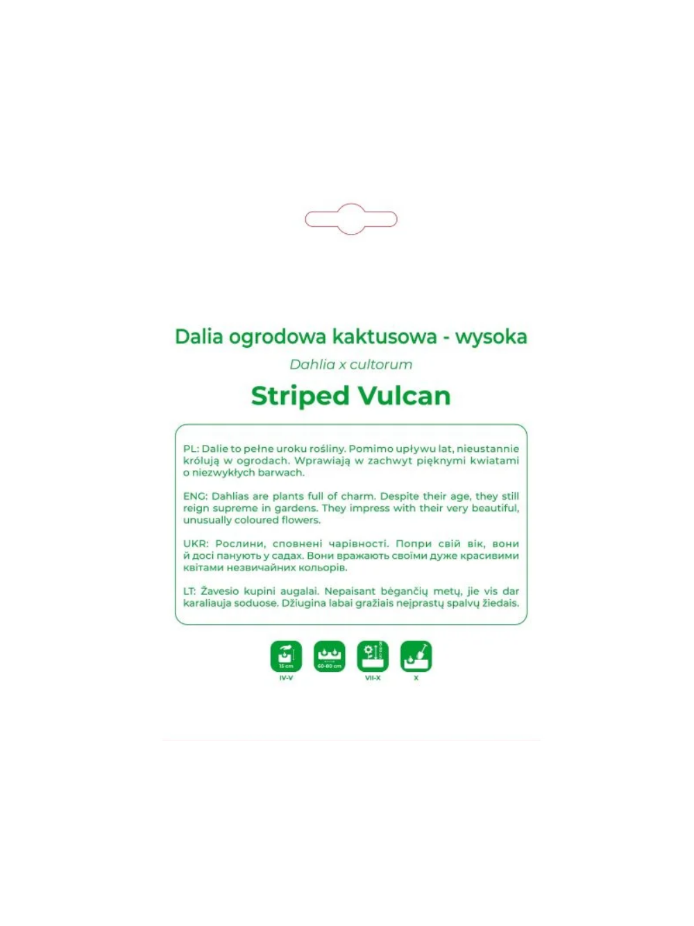 Dalia Striped Vulcan czerwono-żółta 1szt.