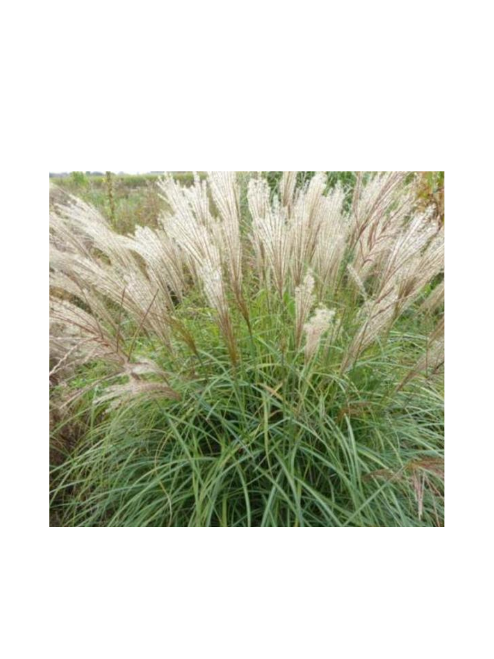 Miskant chiński- Miscanthus sinensis 'Herman Mussel'
