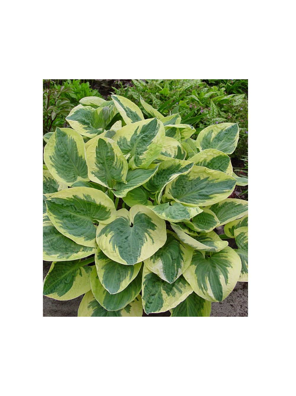 Funkia - Hosta 'Snow Cup'
