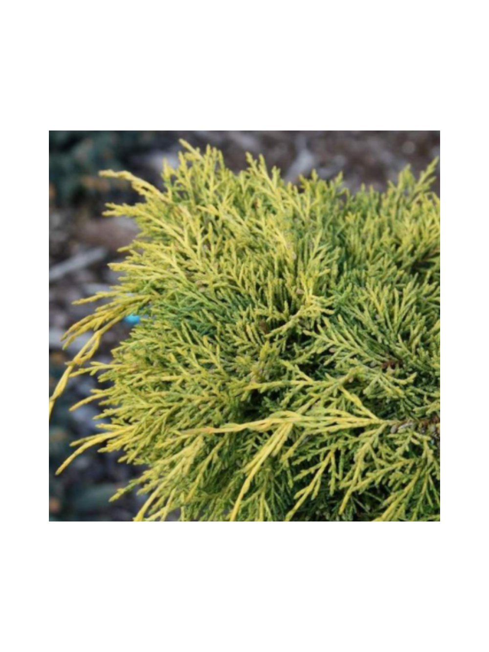 Jałowiec pośredni - Juniperus media 'King of Spring'