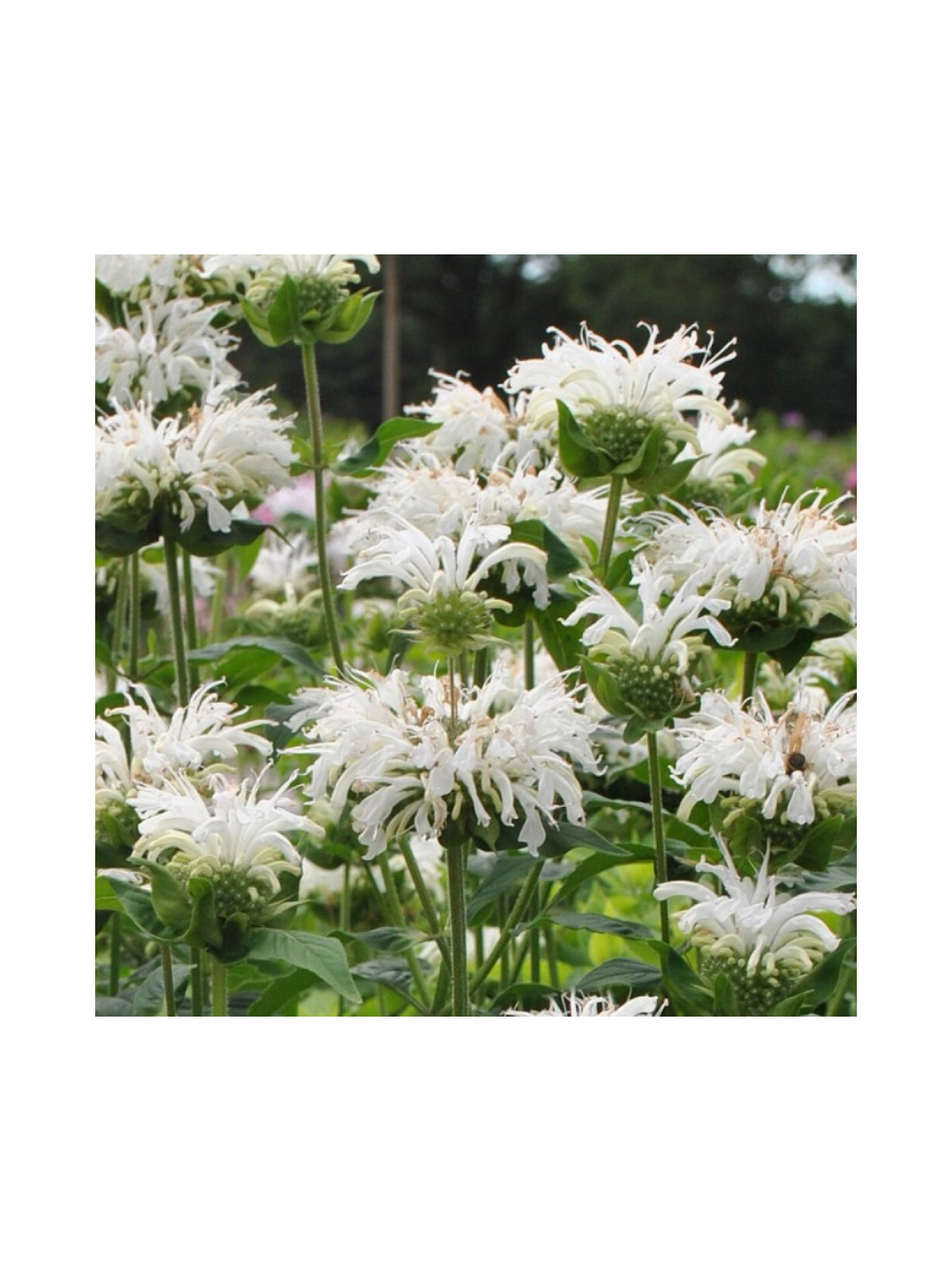 Pysznogłówka - Monarda hybrida 'Bee-Bright'
