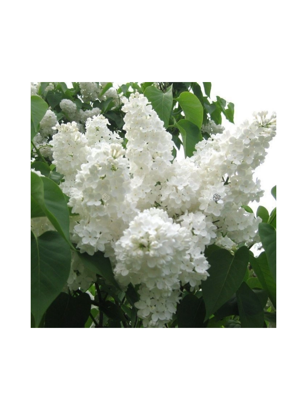 Lilak pospolity - Syringa vulgaris 'Stepman'