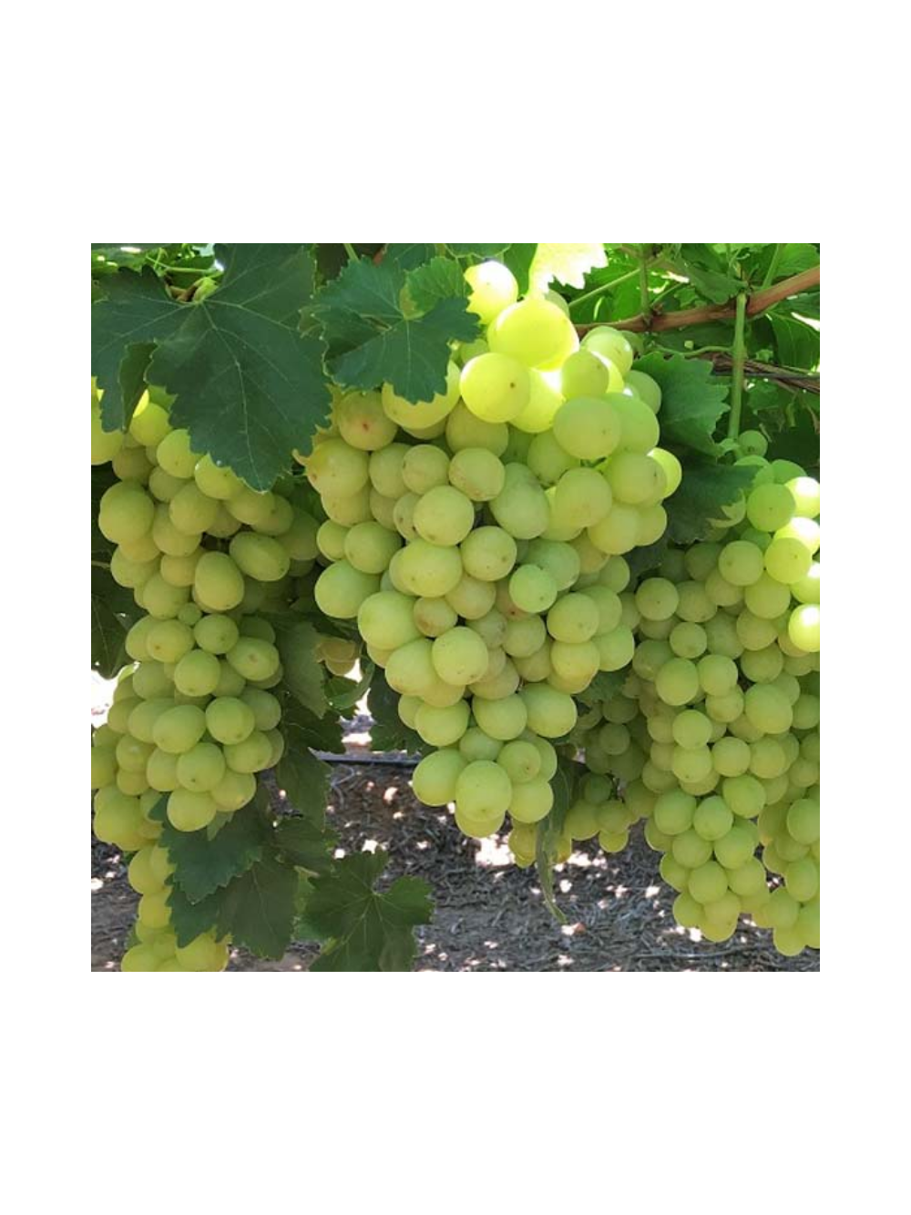 Winorośl owocowa - Vitis 'Solaris'