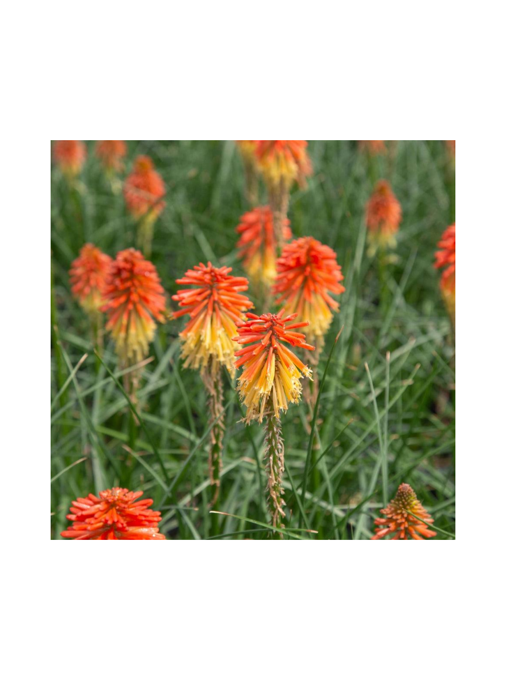 Trytoma - Kniphofia 'Poco Daybreak'