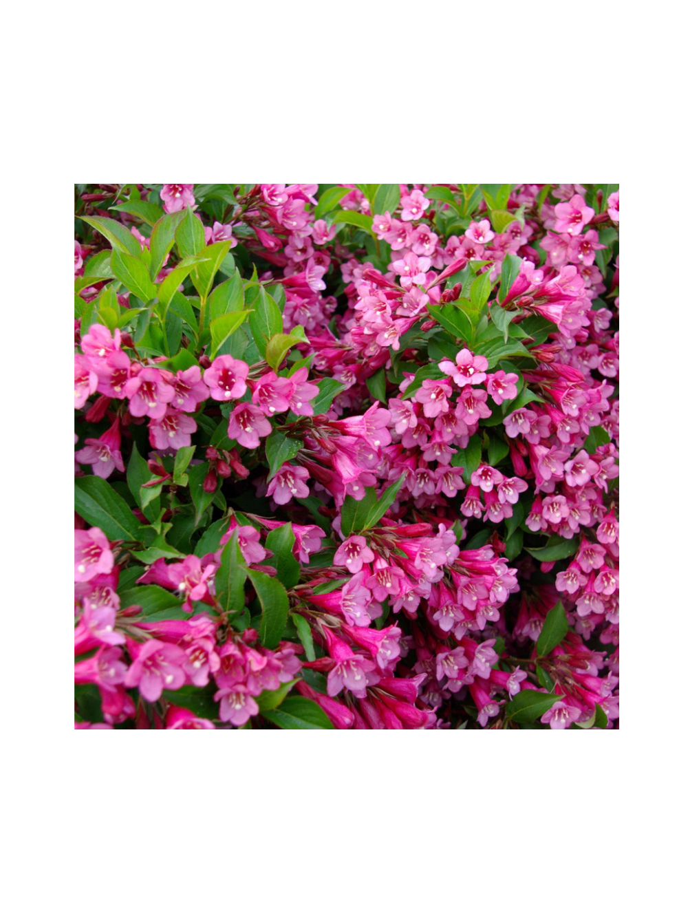 Krzewuszka cudowna - Weigela florida 'Rumba'