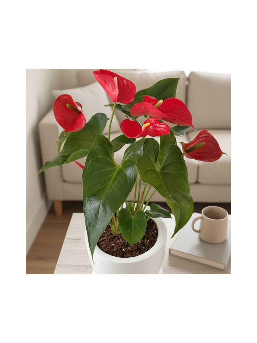 Anthurium czerwone d12
