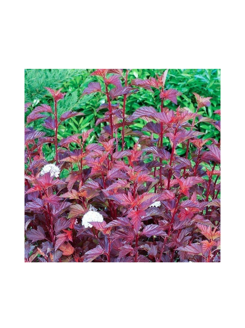 Pęcherznica kalinolistna - Physocarpus opulifolius 'Diable D'or'