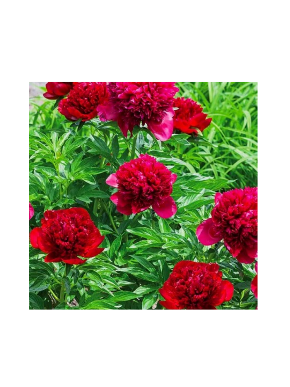 Piwonia chińska - Paeonia lactiflora 'Adolphe Rousseau'
