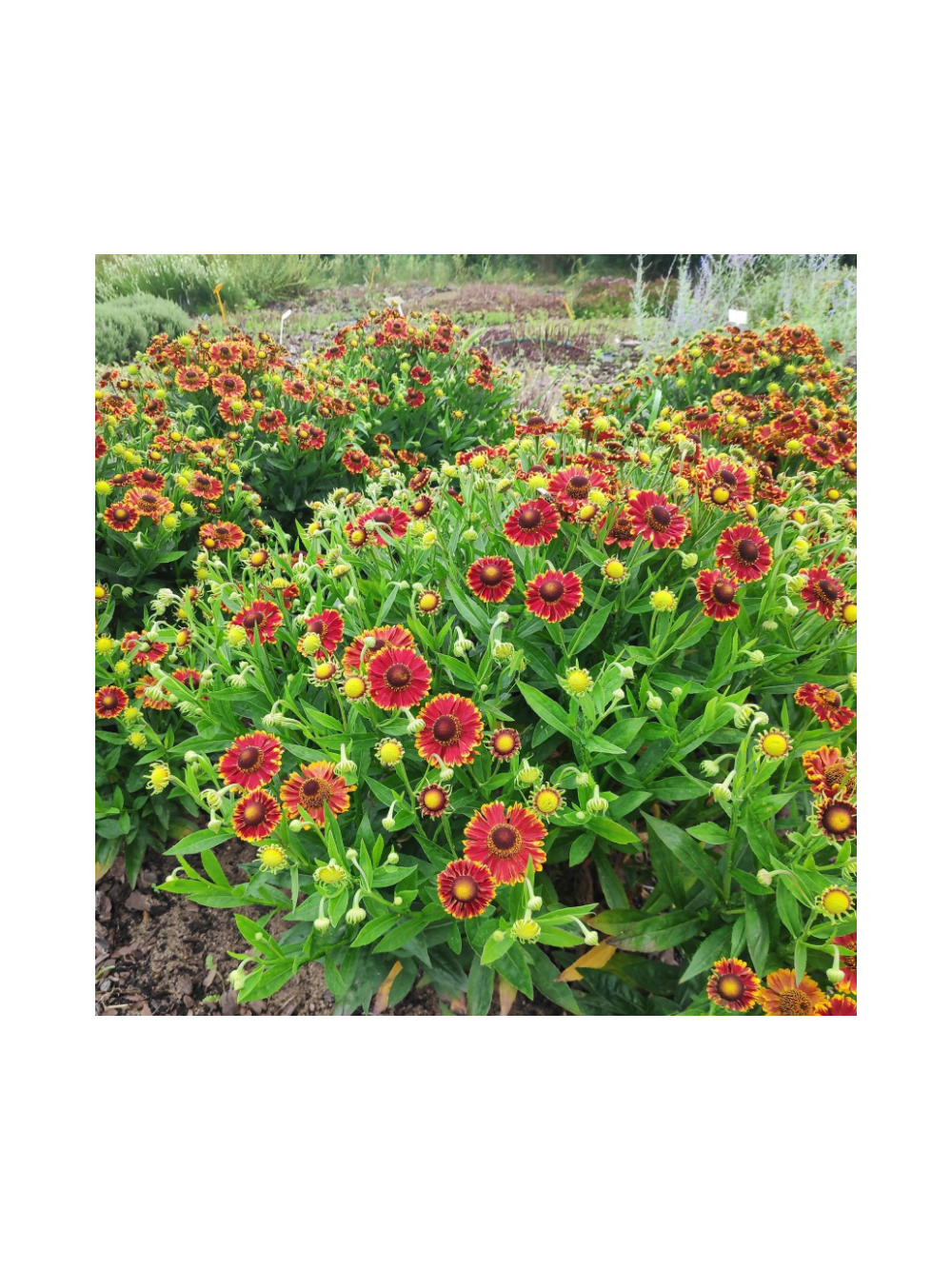 Dzielżan ogrodowy - Helenium x hybridum 'Bandera'