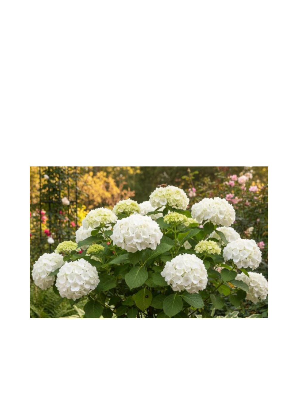 Hortensja ogrodowa - Hydrangea macrophylla 'Soeur Thérèse'