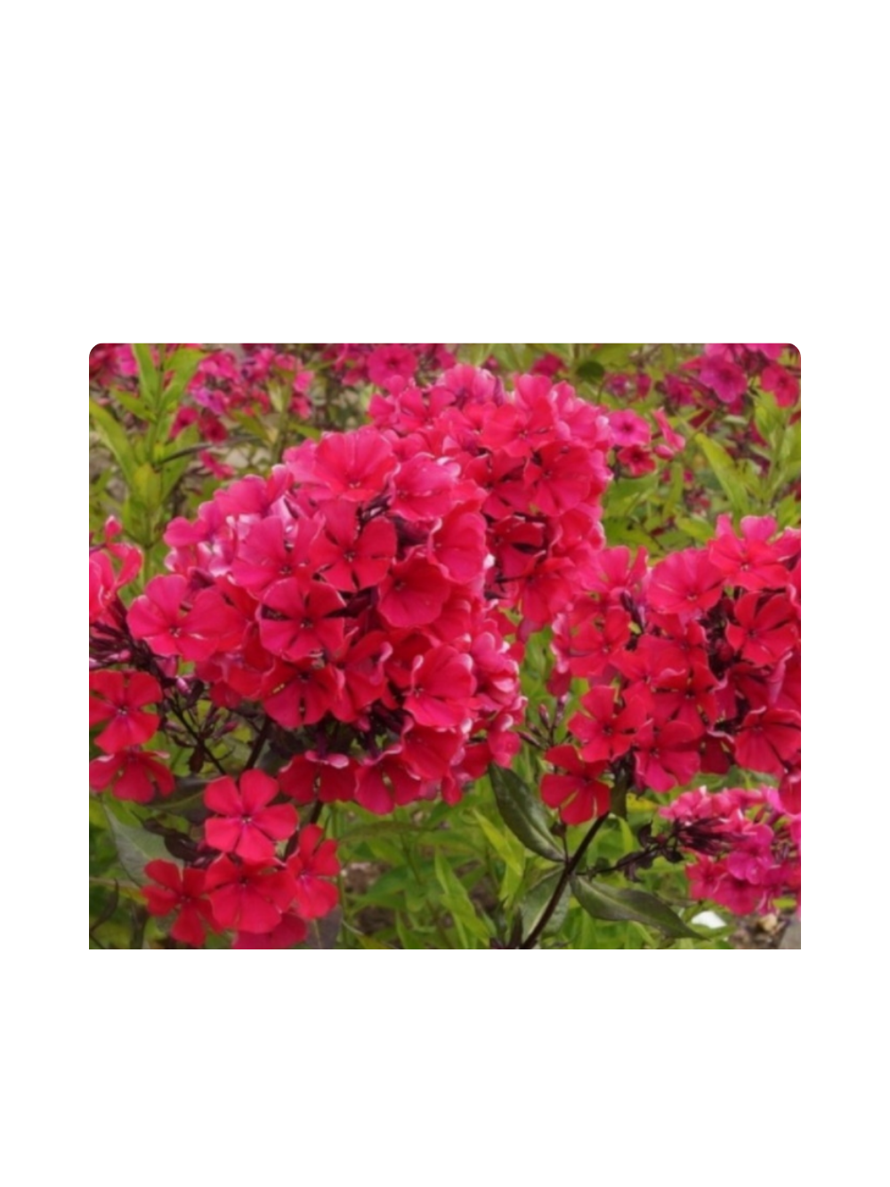 Floks wiechowaty - Phlox paniculata 'Starfire'