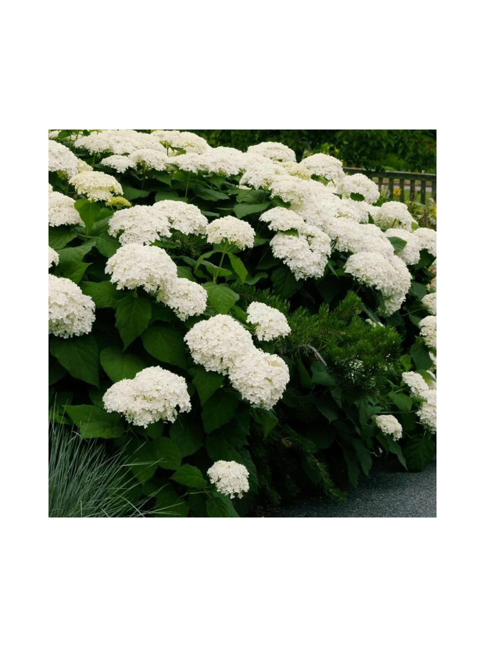 Hortensja krzewiasta - Hydrangea arborescens 'Annabelle'