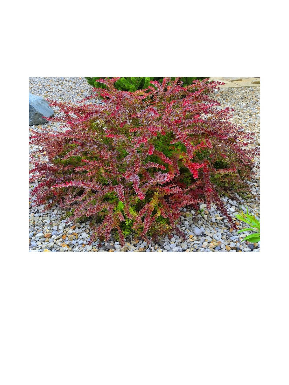 Berberys Thunberga - Berberis thunbergii  'Golden Ring'