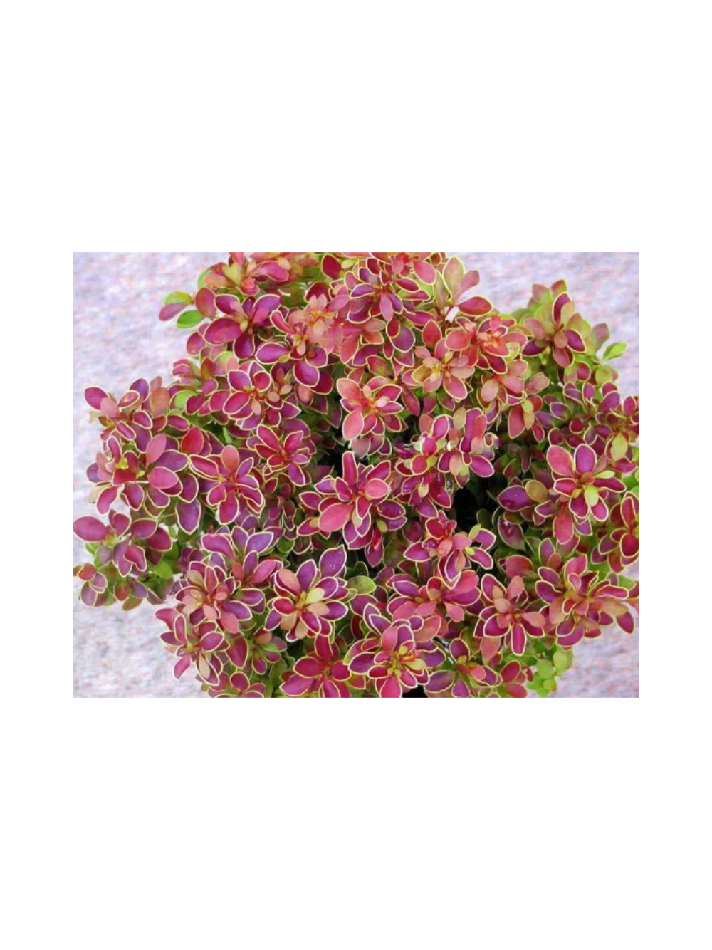 Berberys Thunberga - Berberis thunbergii  'Golden Ring'