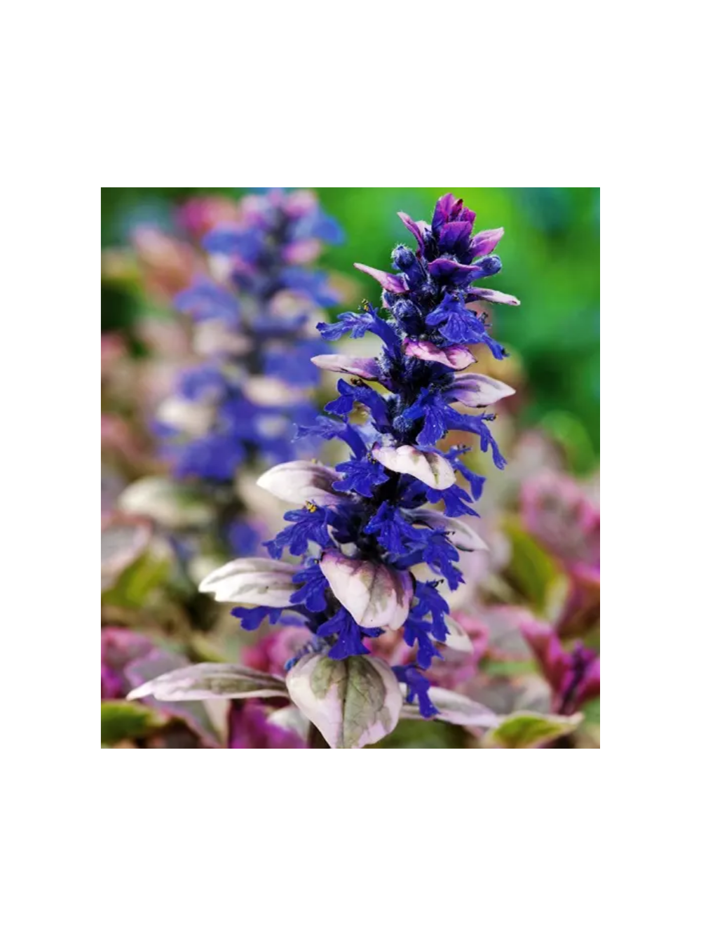 Dąbrówka rozłogowa - Ajuga reptans 'Burgund Glow'