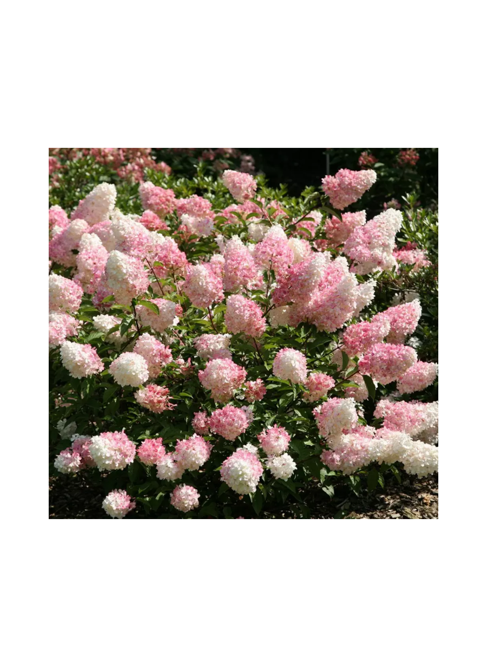 Hydrangea paniculata 'Vanille Fraise'