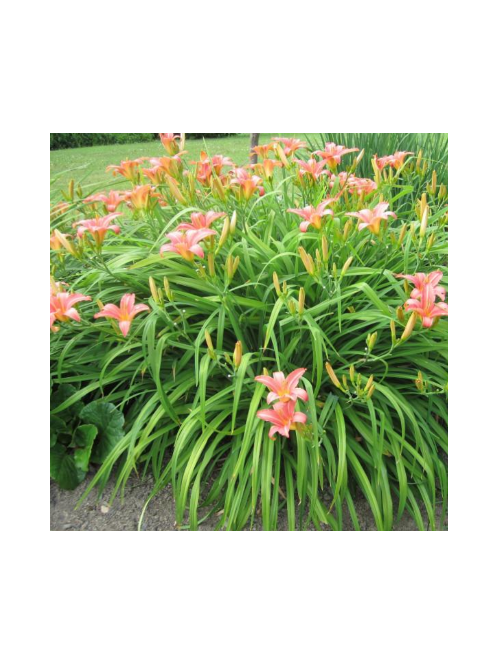Liliowiec rdzawy - Hemerocallis fulva 'Europa'