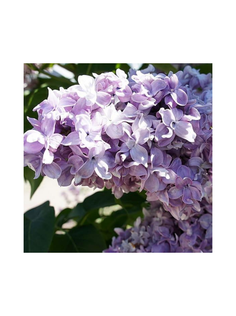Lilak pospolity - Syringa vulgaris 'Nadezhda'