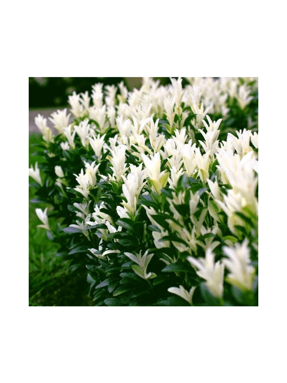 Trzmielina japońska - Euonymus japonica 'Himalaya'(R)