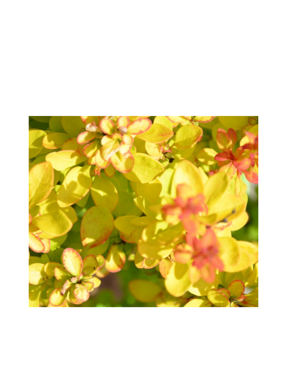 Berberys Thunberga - Berberis thunbergii 'Yellow Tower' (R)