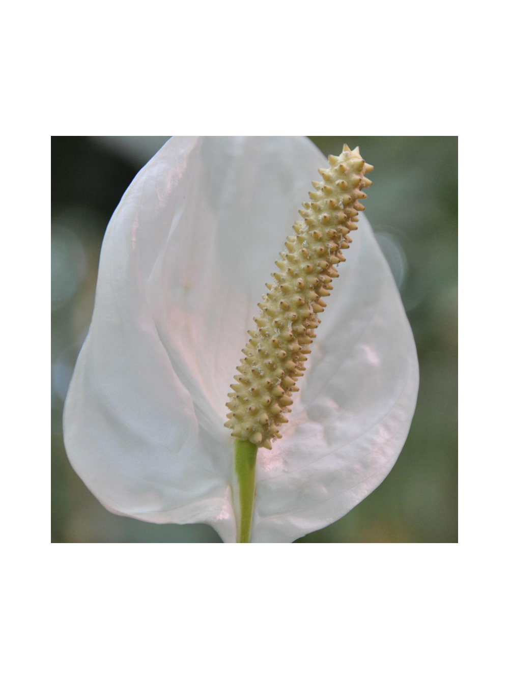 Anthurium białe d12