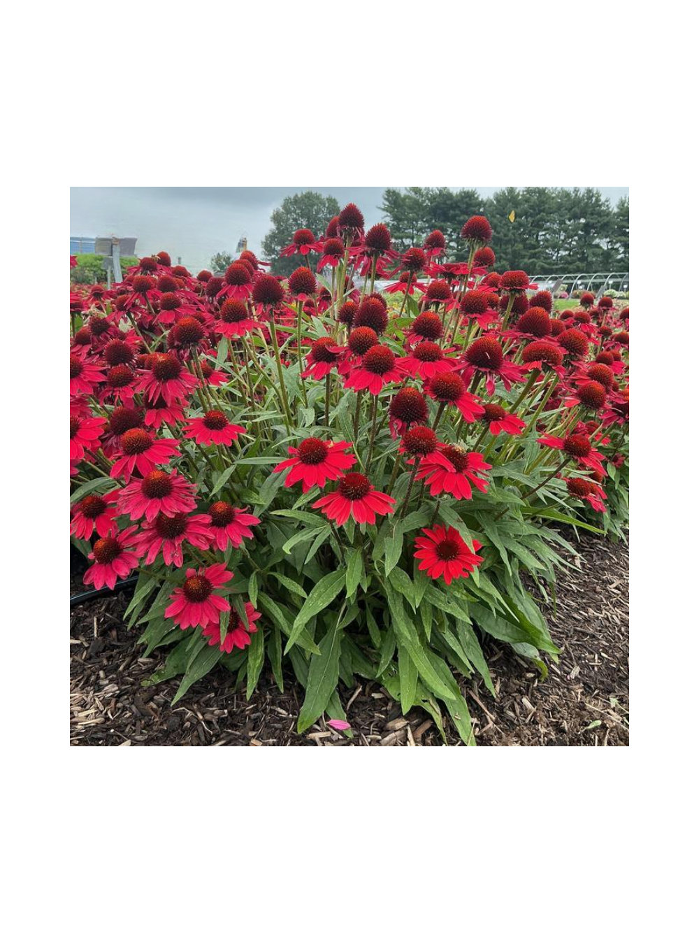 Jeżówka purpurowa - Echinacea purpurea SunMagic 'Vintage Ruby'