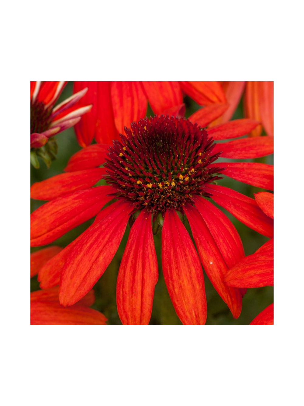 Jeżówka purpurowa - Echinacea purpurea 'Pearl Red'
