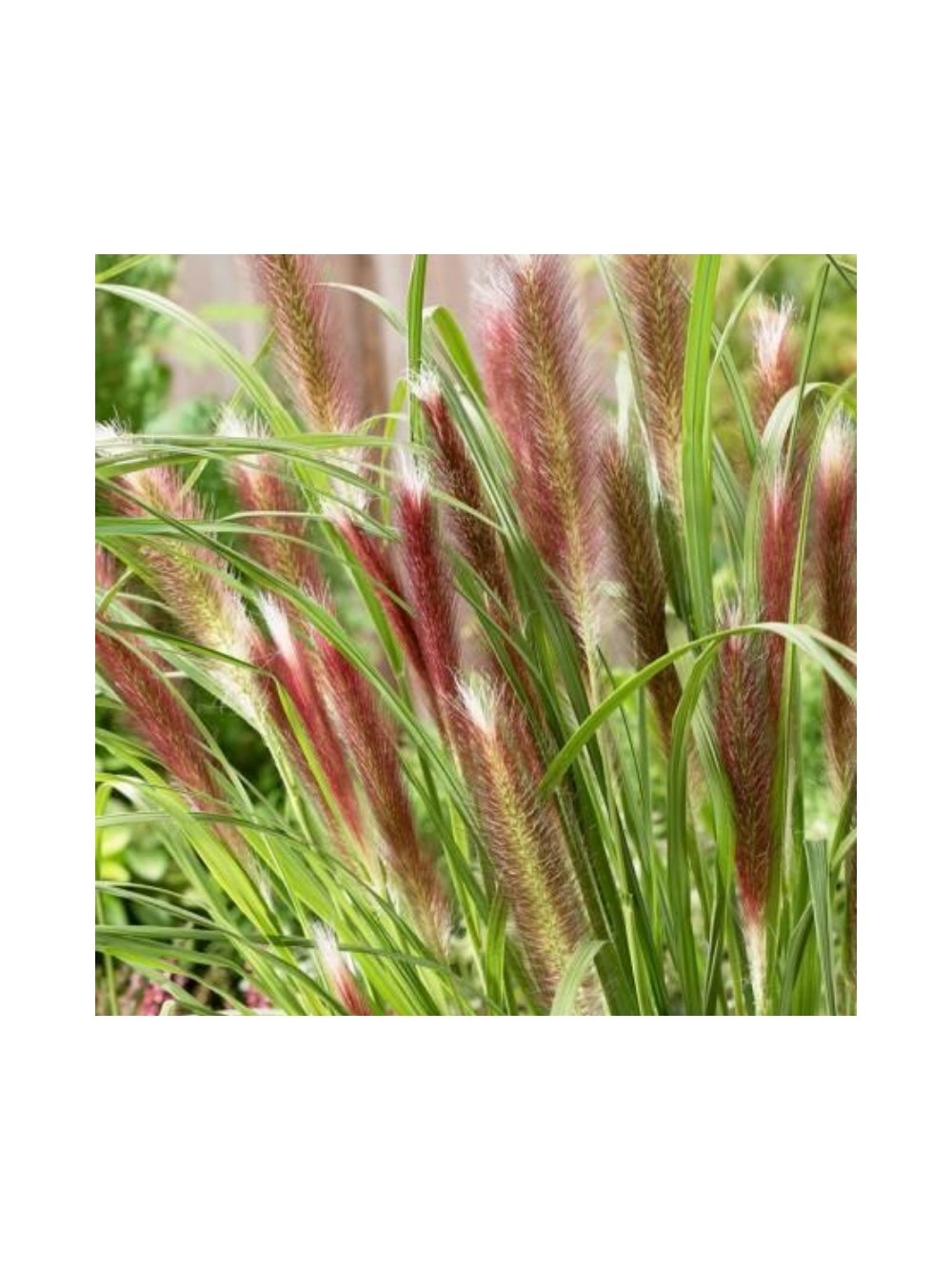 Rozplenica japońska - Pennisetum alopecuroides 'Red Head'