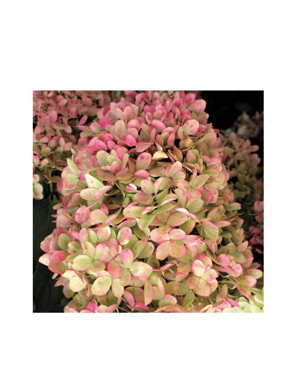 Hortensja bukietowa - Hydrangea paniculata 'Limelight'(R)