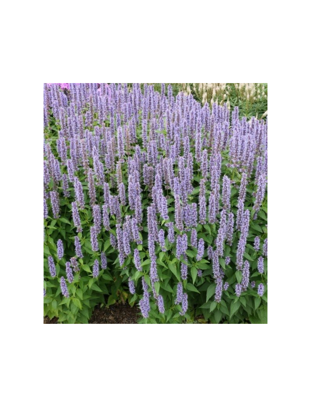 Kłosowiec - Agastache 'Blue Fortune'