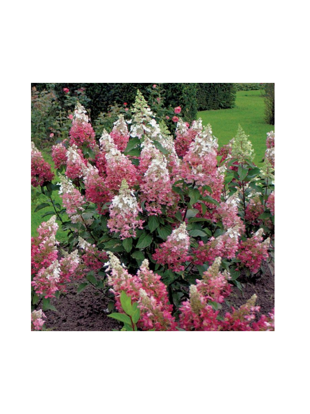 Hortensja bukietowa - Hydrangea paniculata 'Pinky Winky'(R)