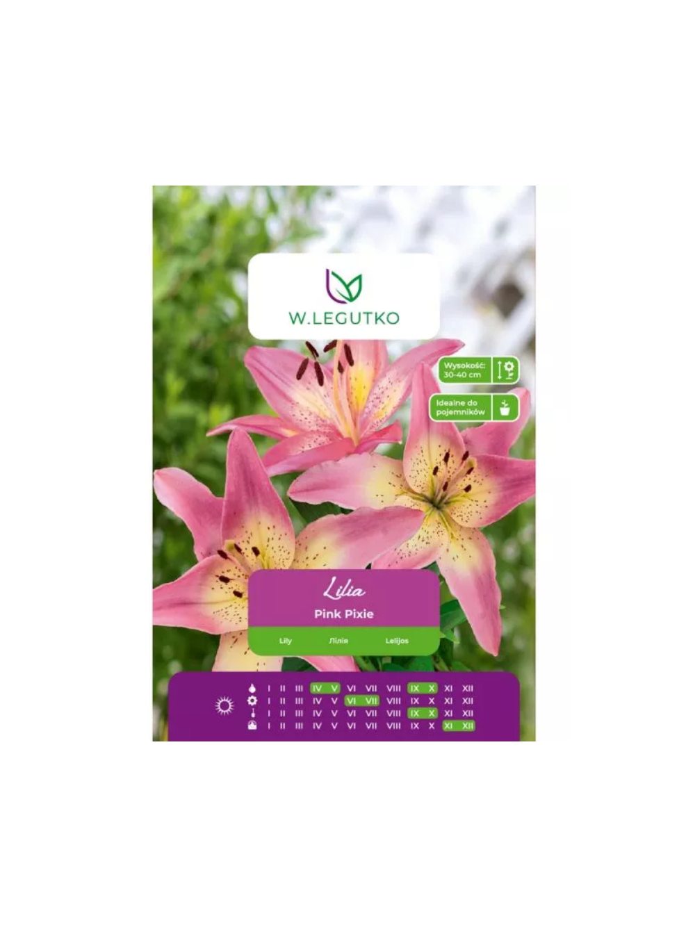 Lilia Pink Pixie różowa 1szt.