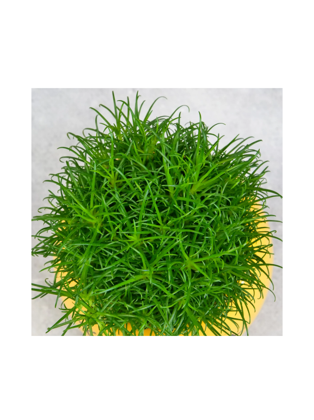 Karmnik ościsty - Sagina subulata